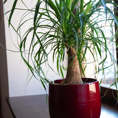 Le Rhenanus Martin Bucer - Grand Au Calme - Centre - Parking Gratuit דירה זלסטאט